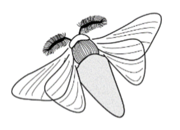 Buttefly Symbol